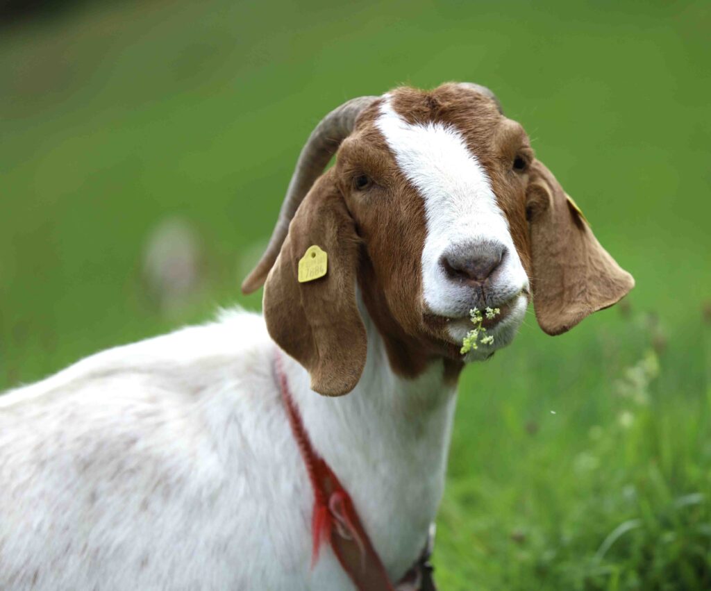 Eine Ziege frisst Gras auf Wiese.