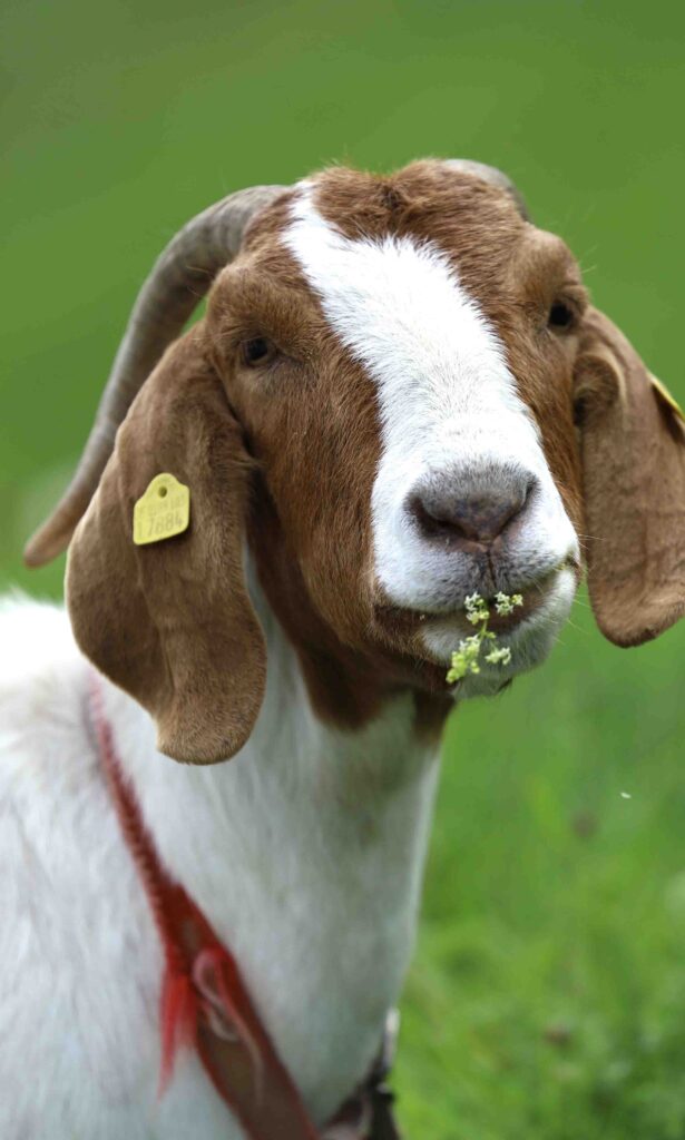 Eine Ziege frisst Gras auf Wiese.