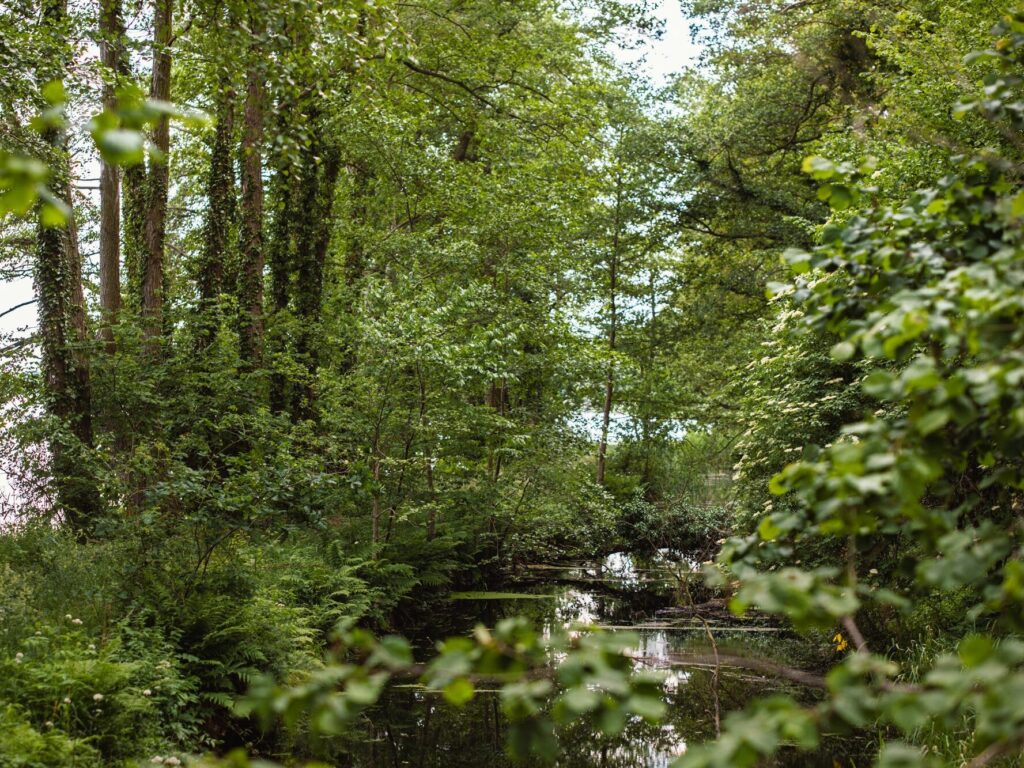 Grüner Wald mit ruhigem Wasser
