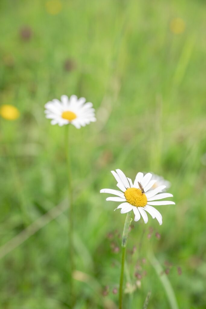 Blumenwiese mit Gänseblümchen