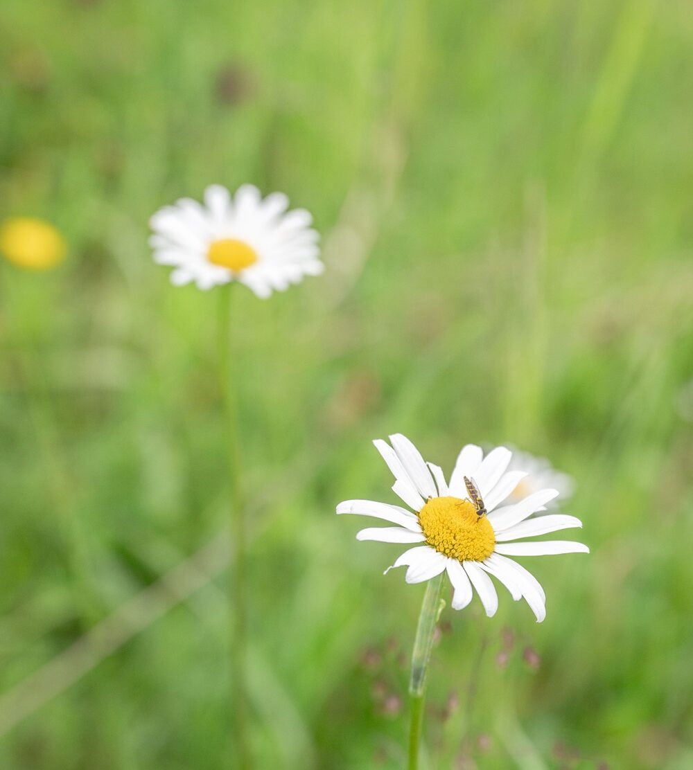 Blumenwiese mit Gänseblümchen