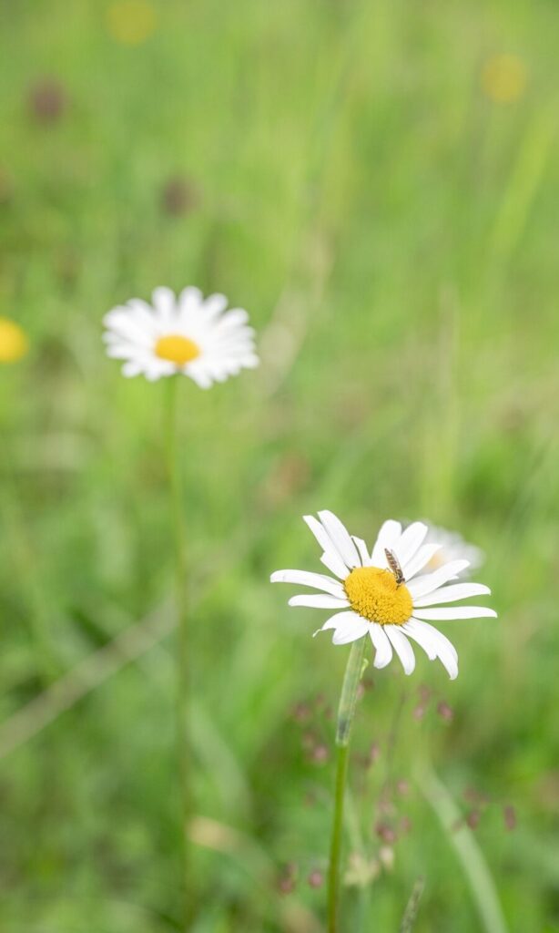 Blumenwiese mit Gänseblümchen