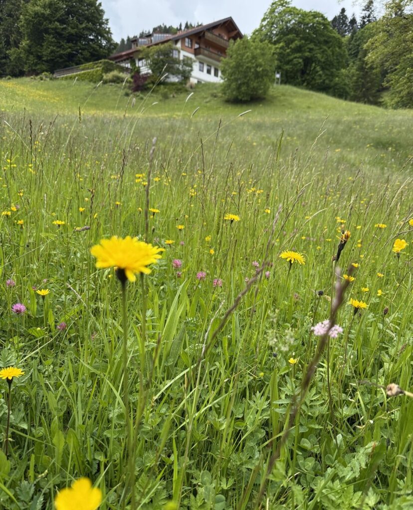 Blühende Wiese mit einem Haus