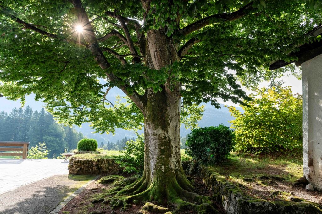 Sonnenlicht durch eine Baumkrone, Naturdetail im Mountain Retreat Center