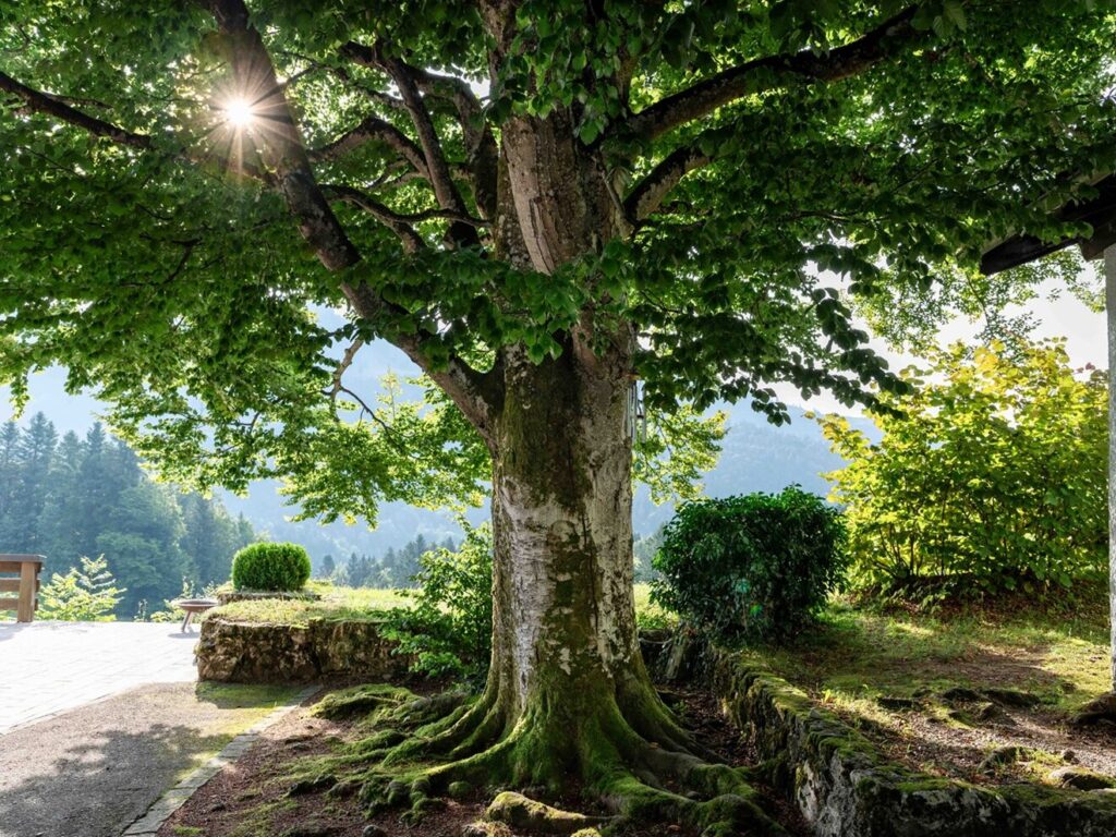 Sonnenlicht durch eine Baumkrone, Naturdetail im Mountain Retreat Center