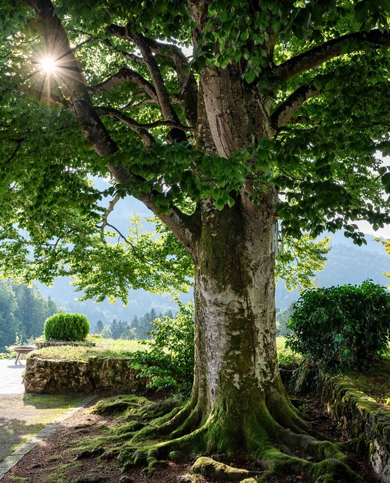 Sonnenlicht durch eine Baumkrone, Naturdetail im Mountain Retreat Center