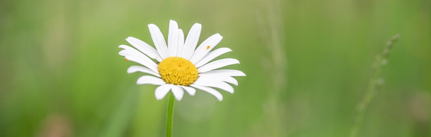 Eine Blume auf grünem Hintergrund.