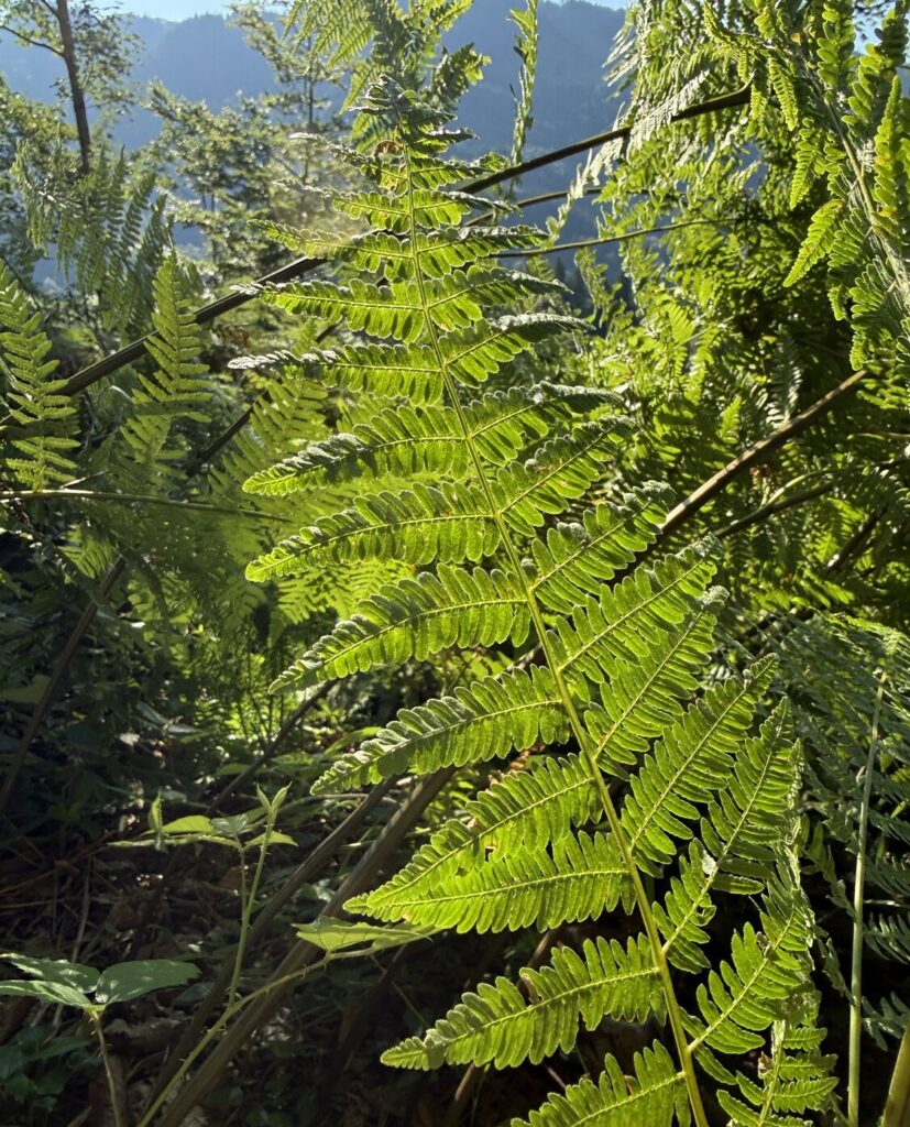 Grüne Farnblätter im Sonnenlicht