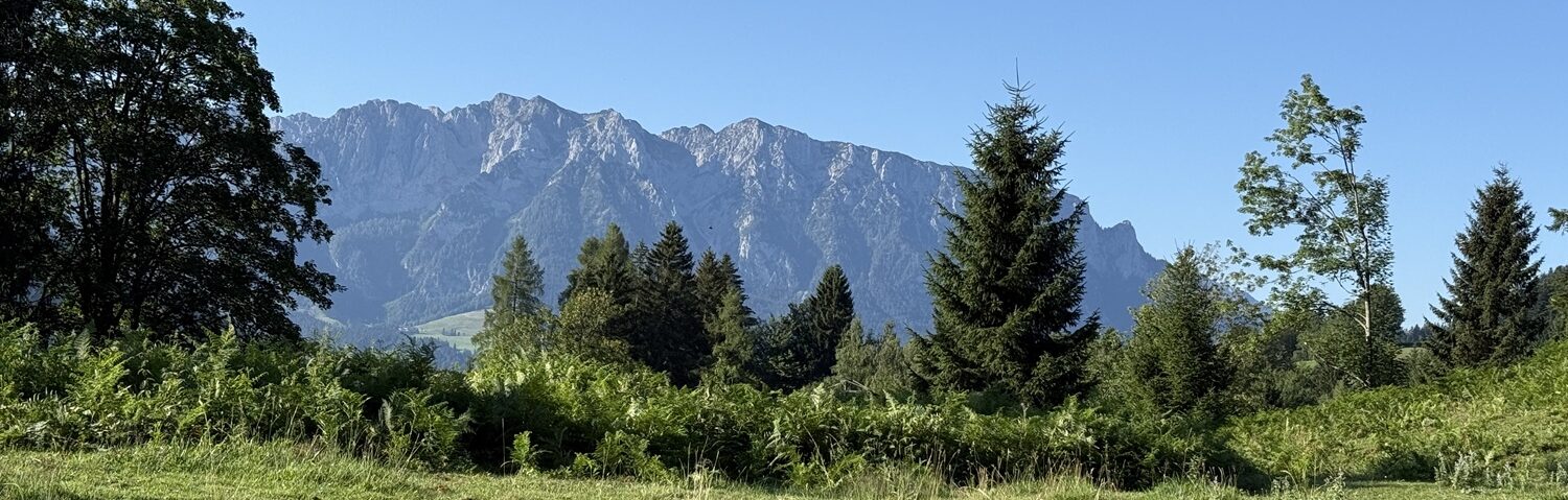 Grüne Almwiese mit Blick aufs Gebirge