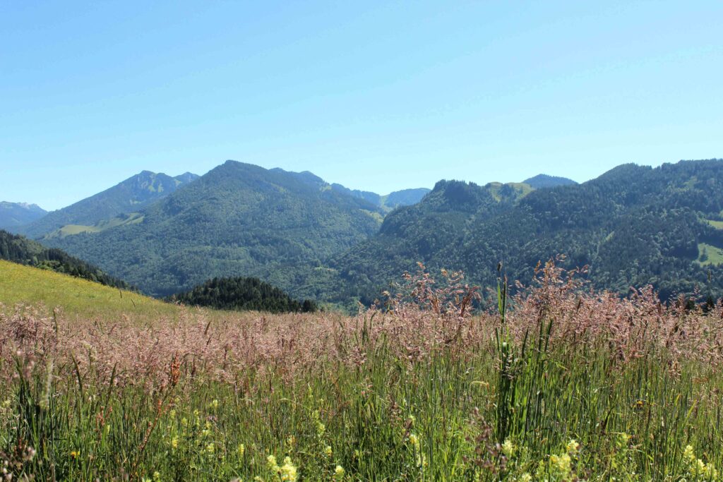 Blühende Bergwiese mit Almkräutern vor Alpenpanorama