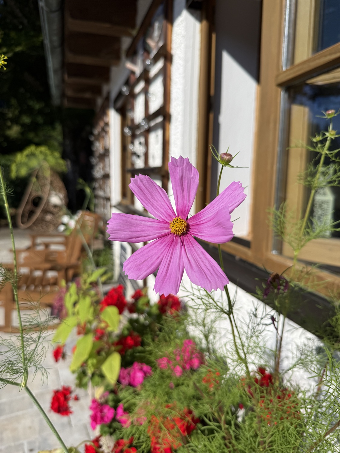 Lila Blume vor einem Haus