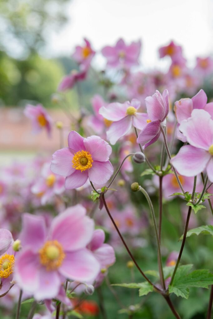 Rosafarbene Blumen in einer Wiese