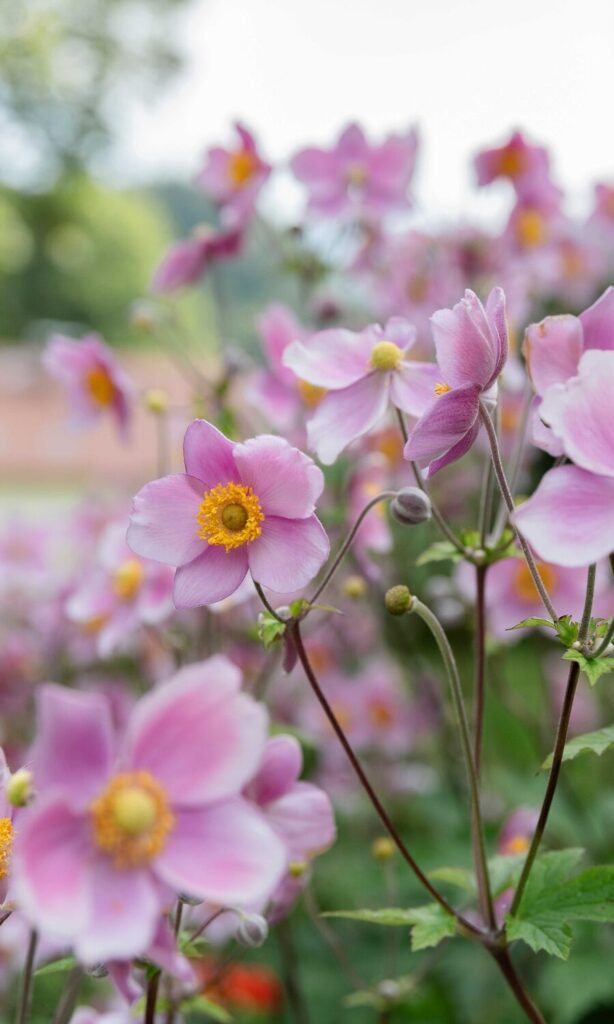Rosafarbene Blumen in einer Wiese