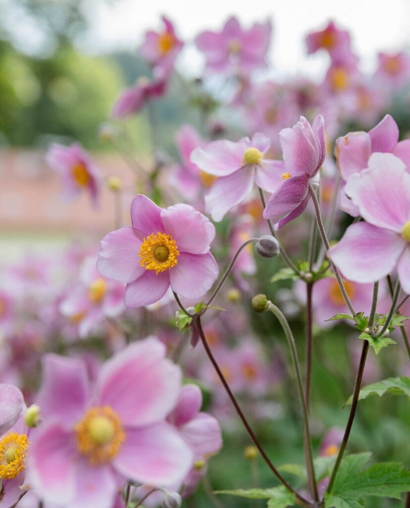 Rosafarbene Blumen in einer Wiese