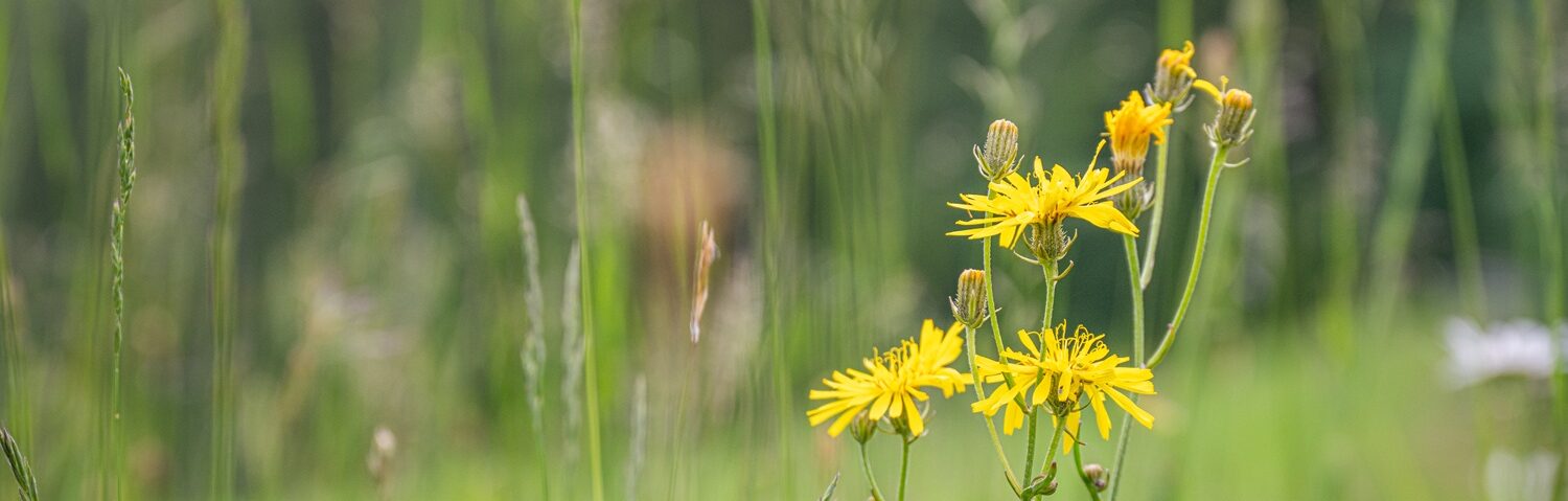 Gelbe Blumen auf grüner Wiese