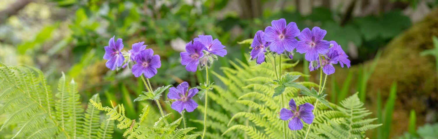 Lila Blumen vor grünen Farnen.