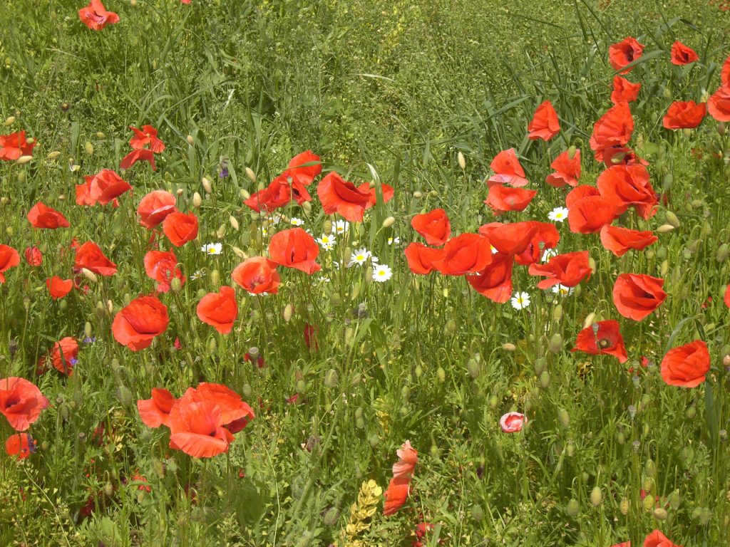 Mohnblumen