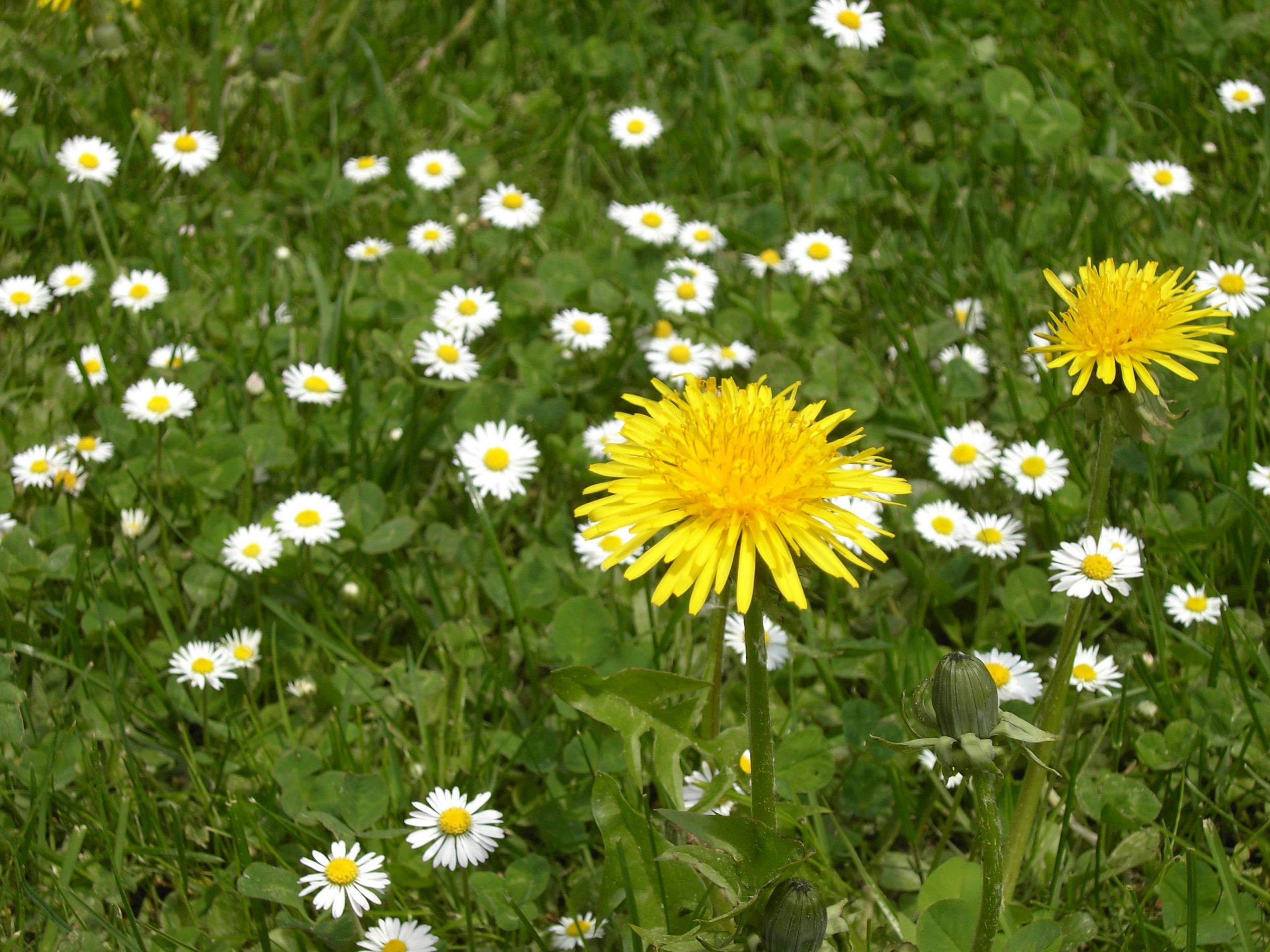 Blumenwiese